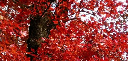 方成红枫古道风景区 景点说明